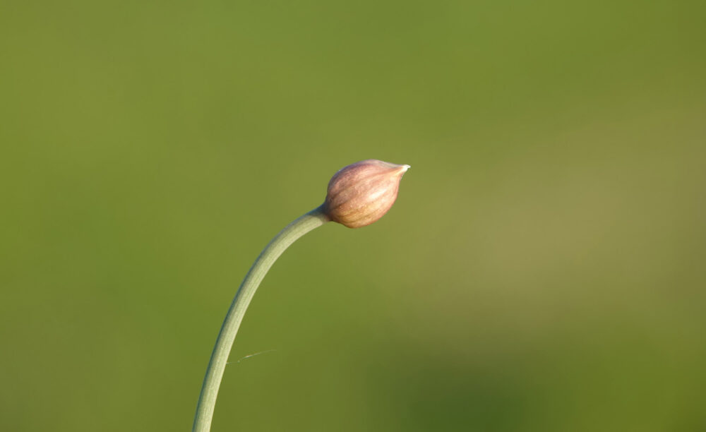 Bieslook