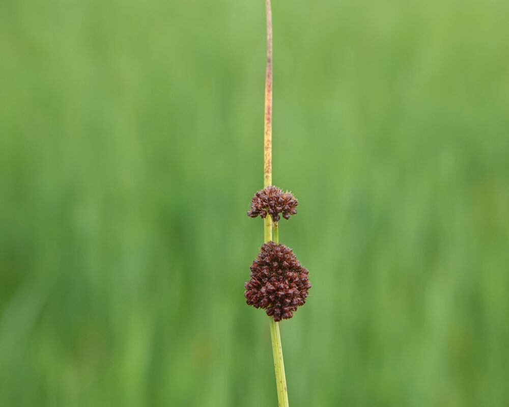 Biezenknoppen