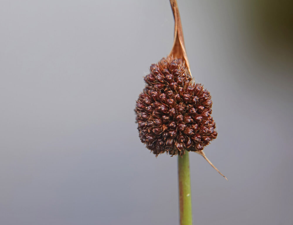 Biezenknoppen