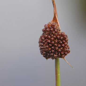 Biezenknoppen