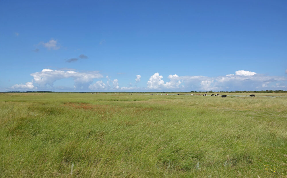 Binnenkwelder op Schiermonnikoog