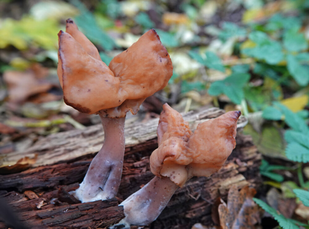 Bisschopsmuts