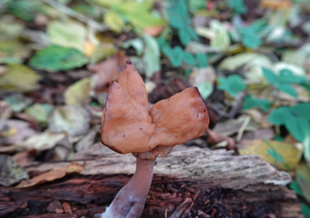 Bisschopsmuts