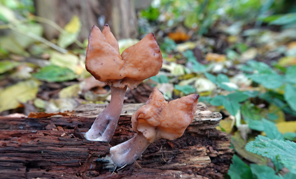 Bisschopsmuts