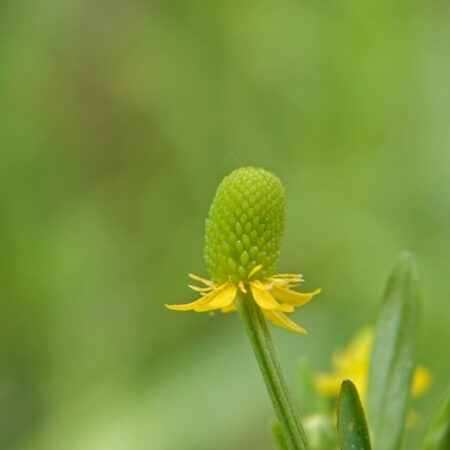 Blaartrekkende boterbloem