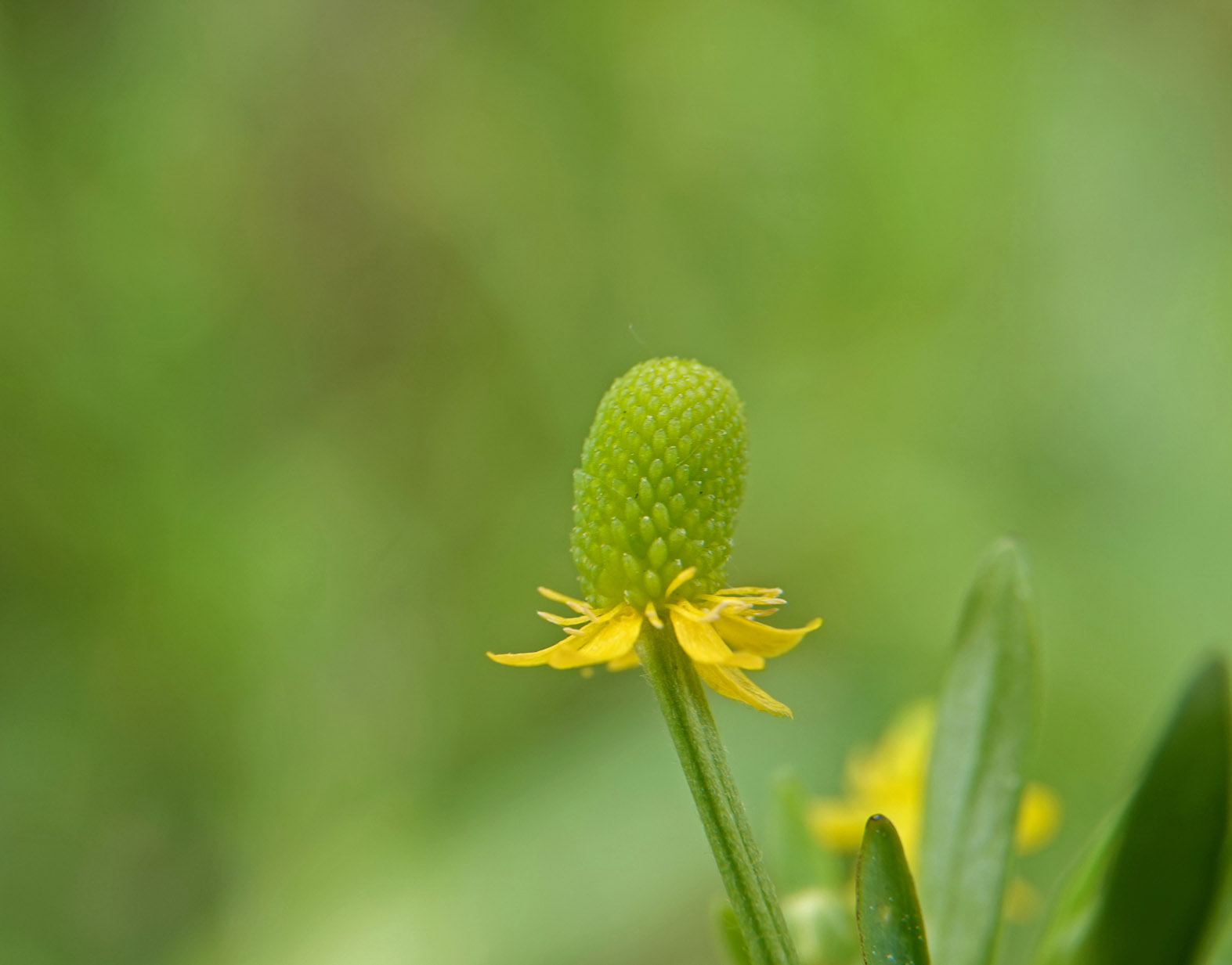 Blaartrekkende boterbloem