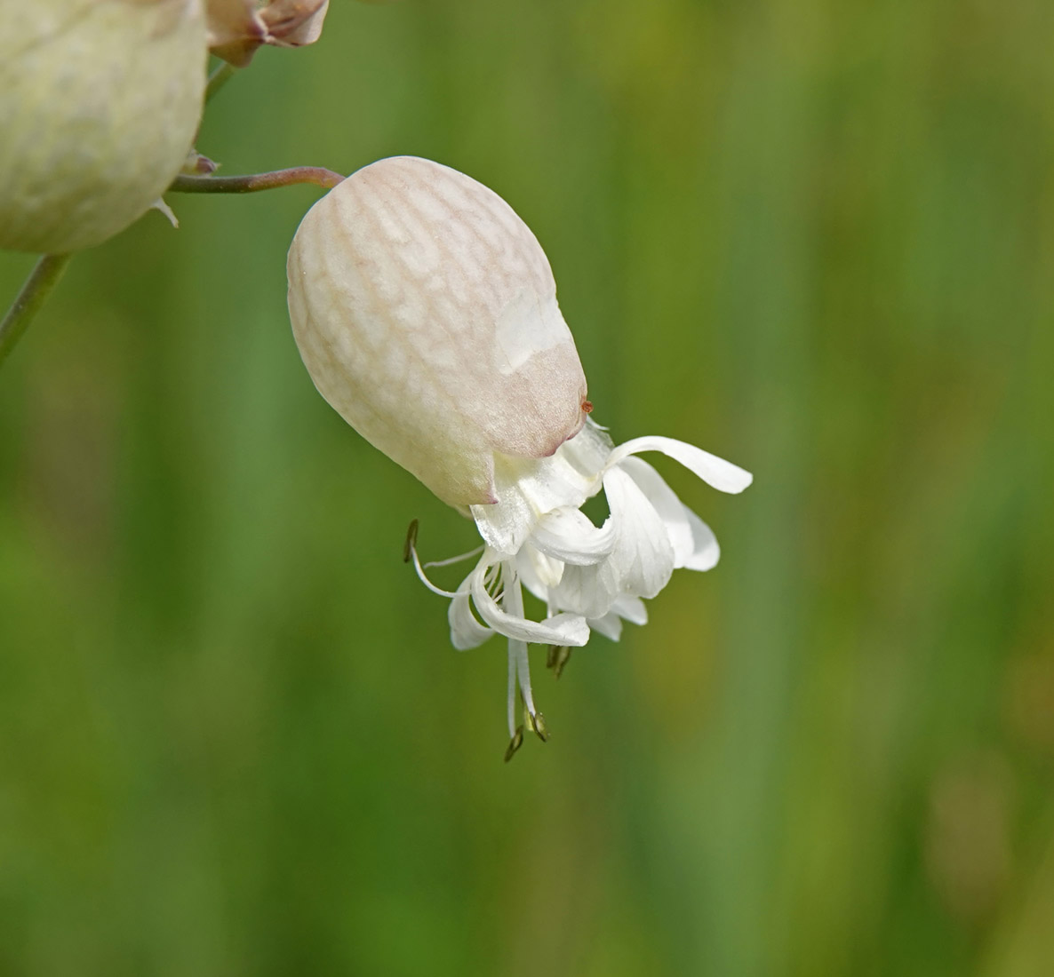 Blaassilene