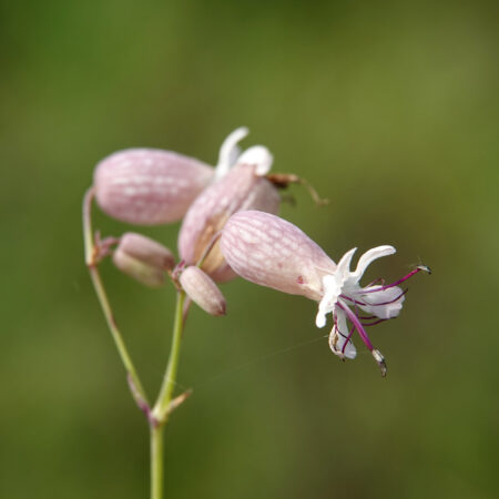 Blaassilene