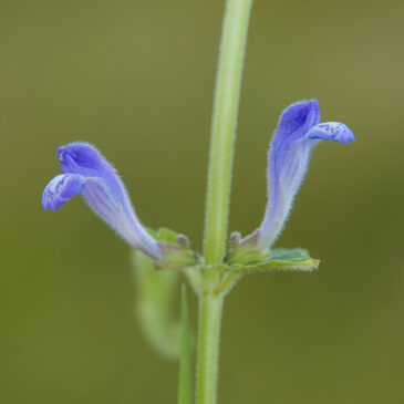 Blauw glidkruid