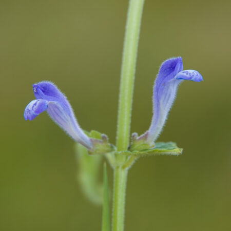 Blauw glidkruid