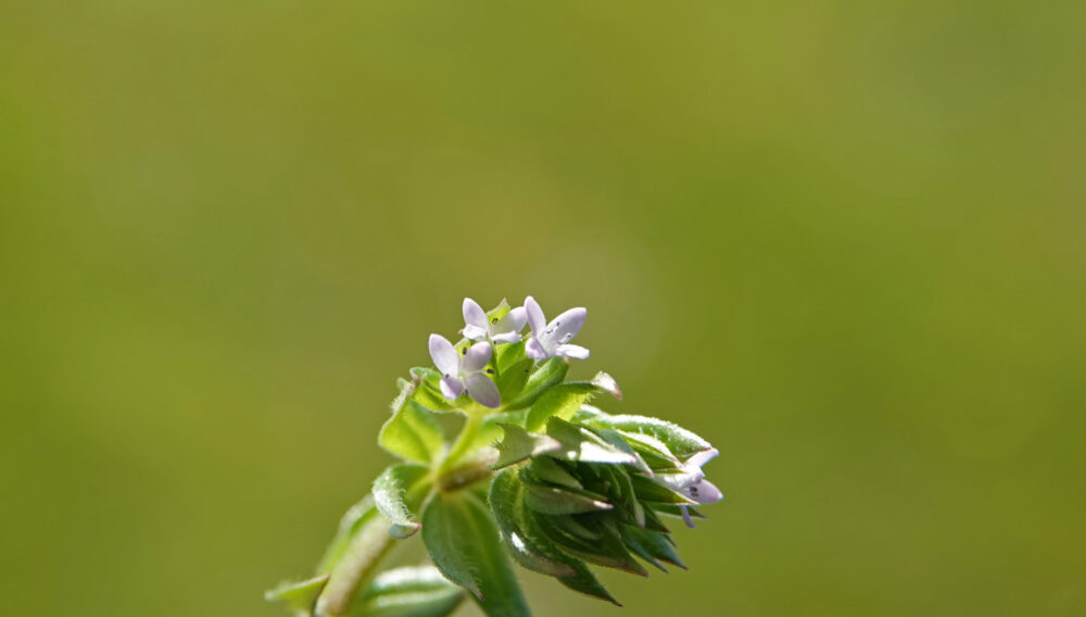 Blauw walstro