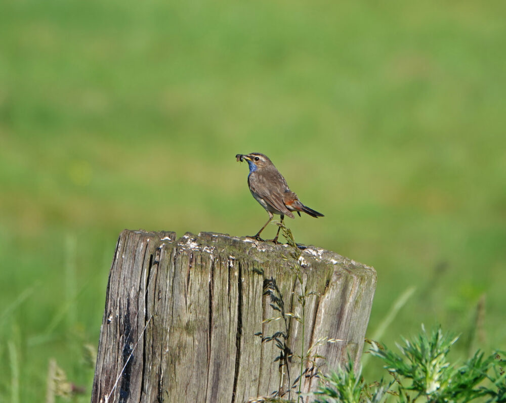 Blauwborst in Broekstukken (Onlanden)