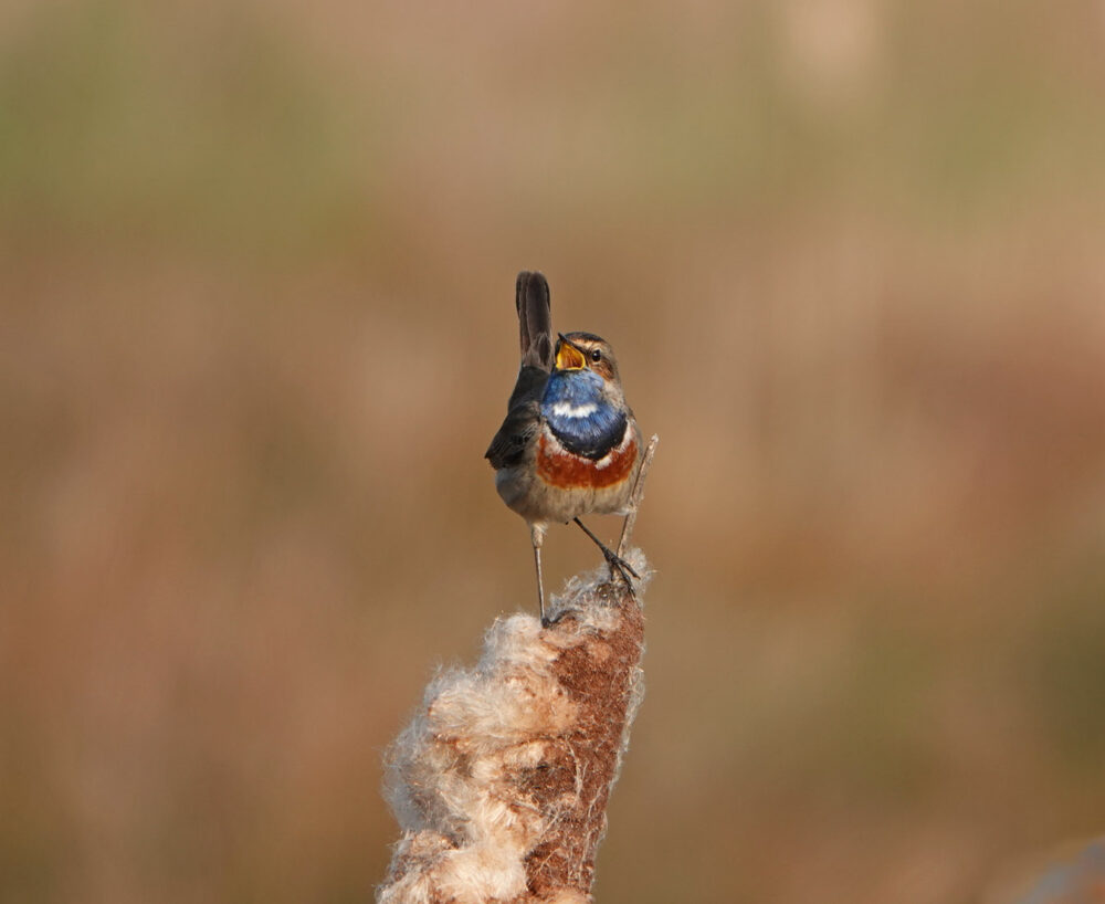 Blauwborst in Peizerweering (Onlanden)