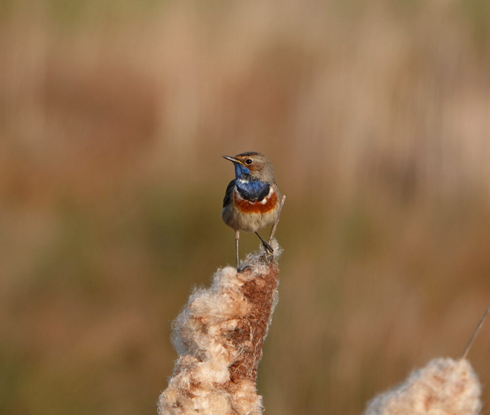 Blauwborst in Peizerweering (Onlanden)