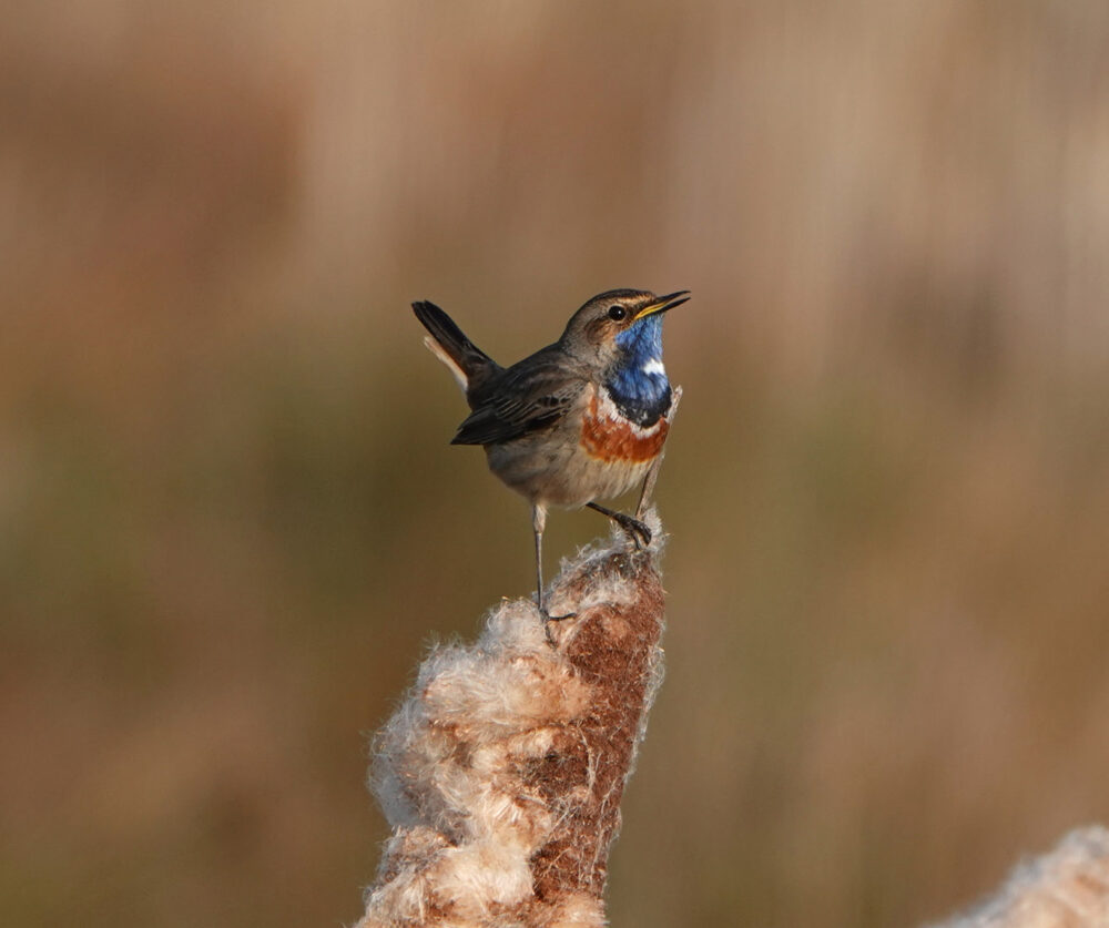 Blauwborst in Peizerweering (Onlanden)