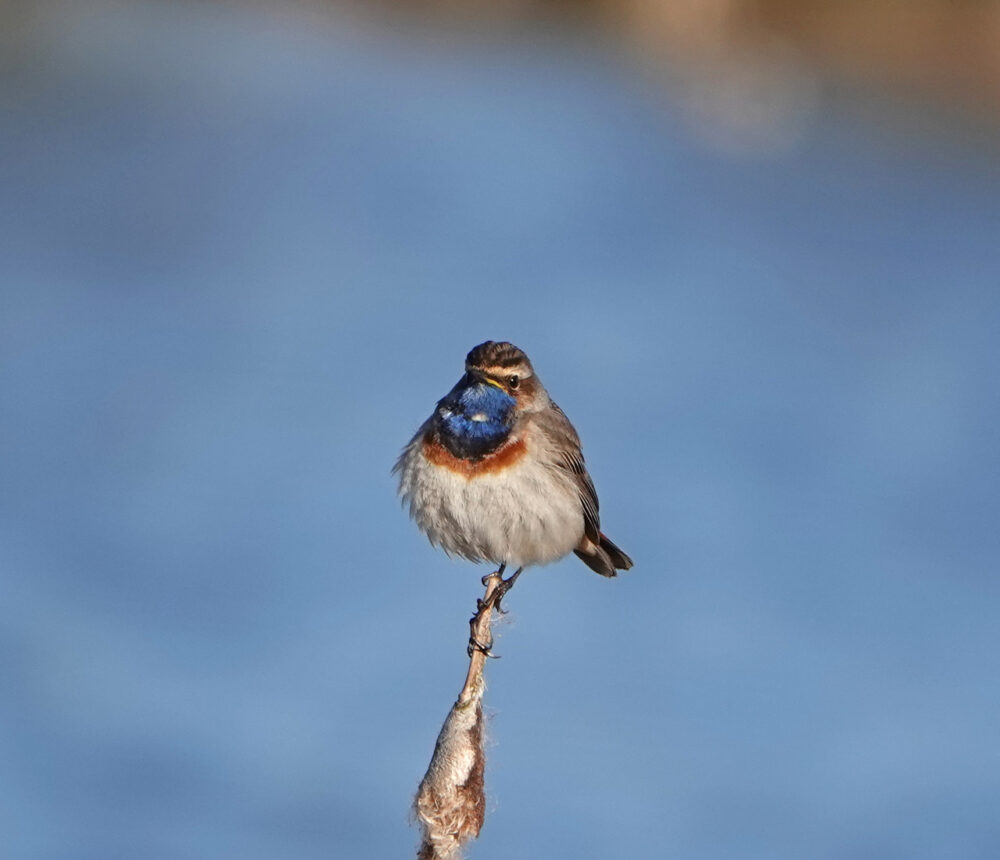 Blauwborst in de Onlanden