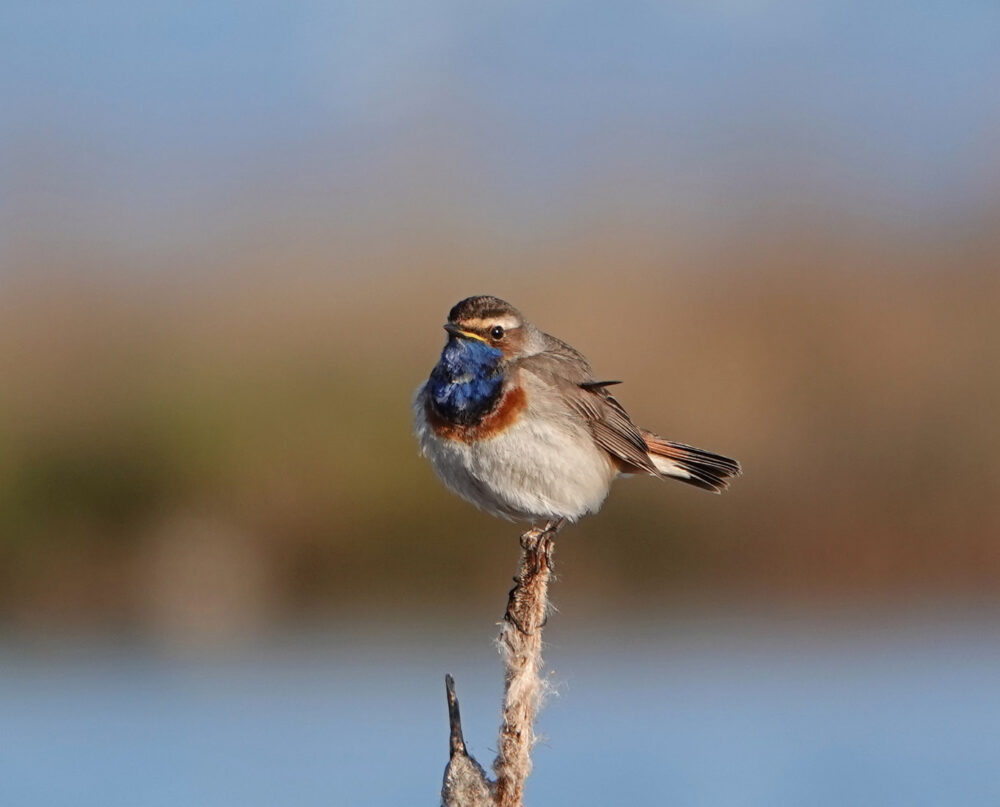 Blauwborst (Peizerweering)