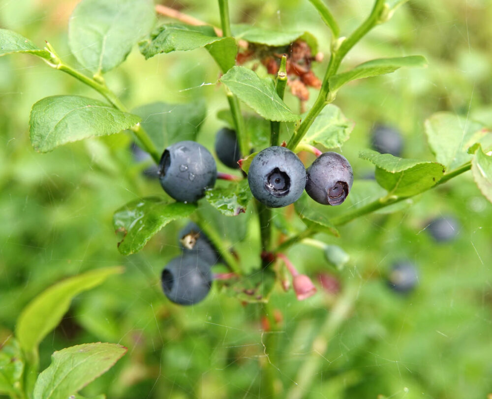 Blauwe Bosbes