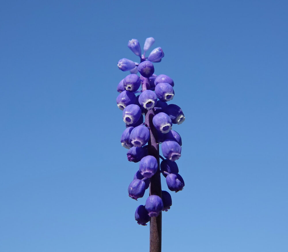 Blauwe druifjes