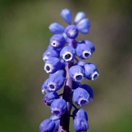 Blauwe druifjes