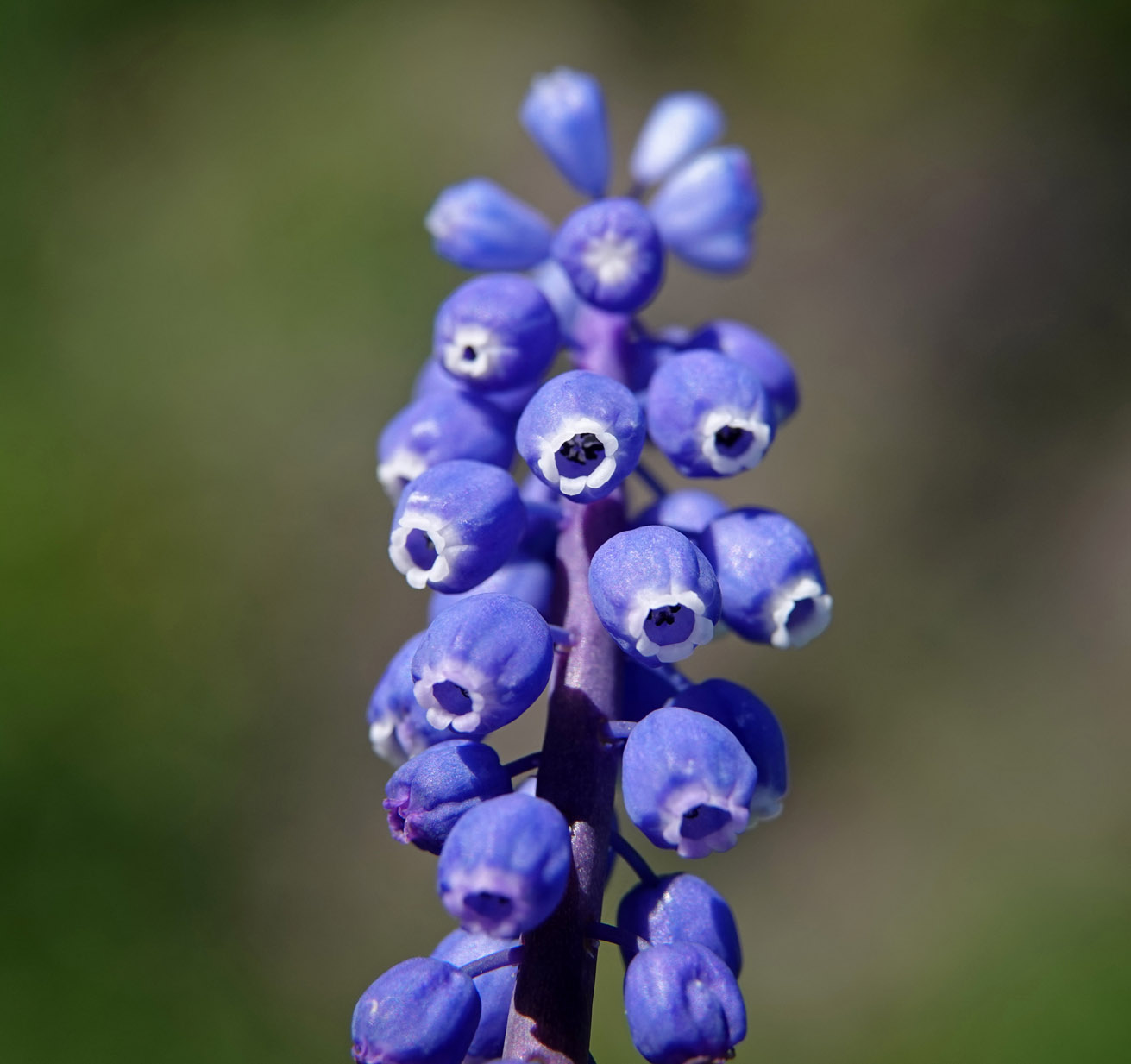 Blauwe druifjes