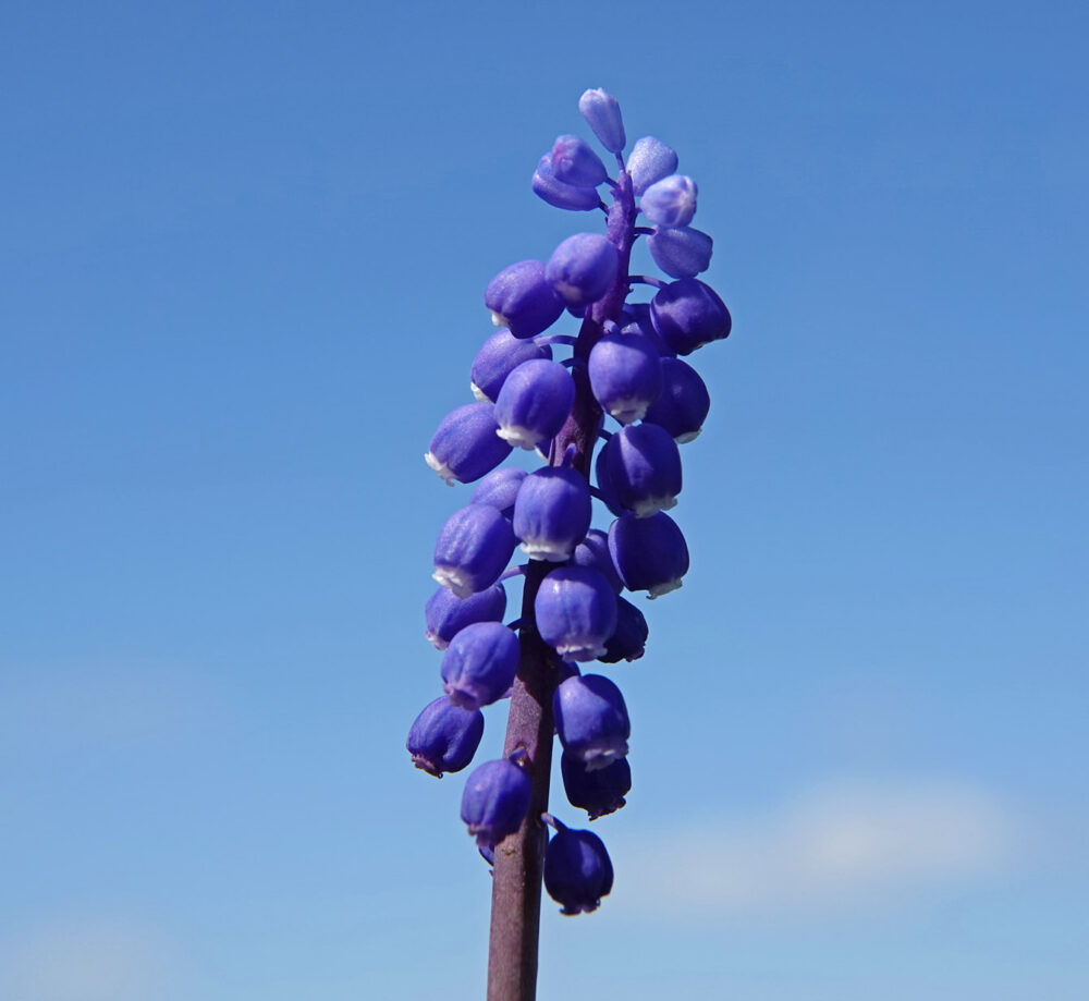 Blauwe druifjes