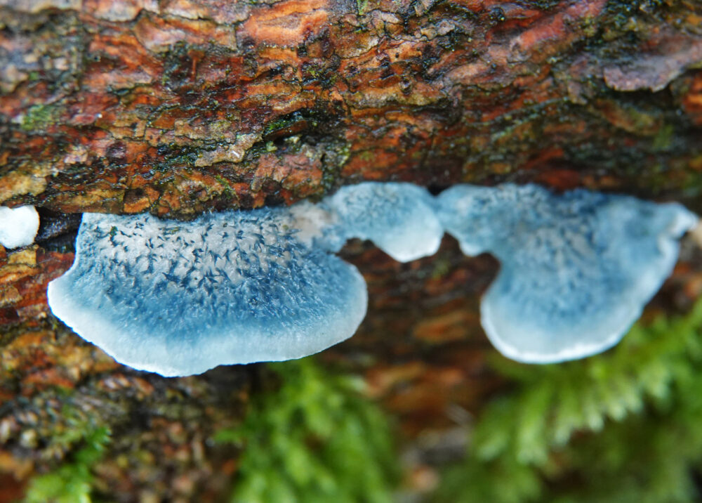 Blauwe kaaszwam