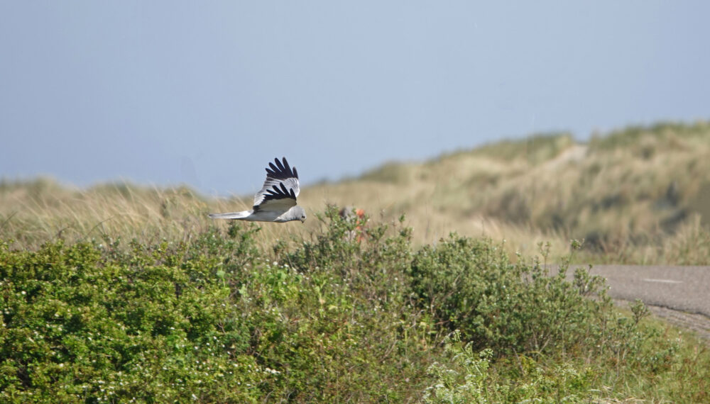 Blauwe kiekendief