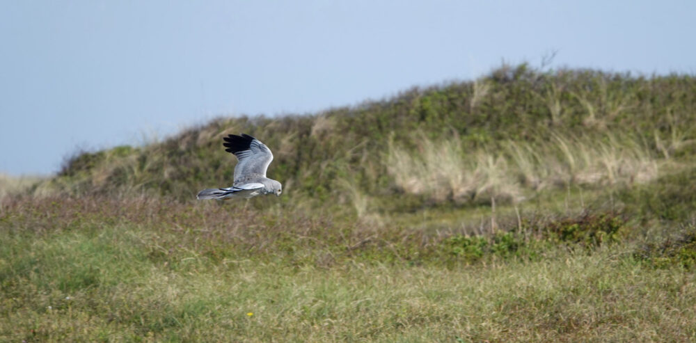 Blauwe kiekendief