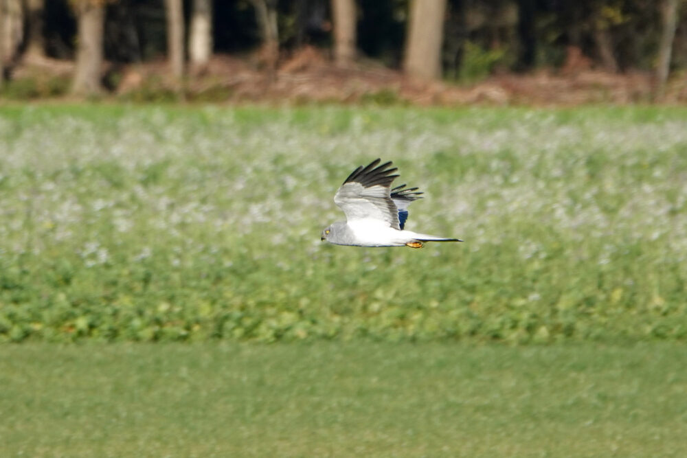 Blauwe kiekendief (man)