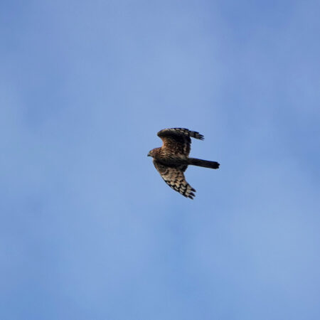 Blauwe kiekendief (vrouw)