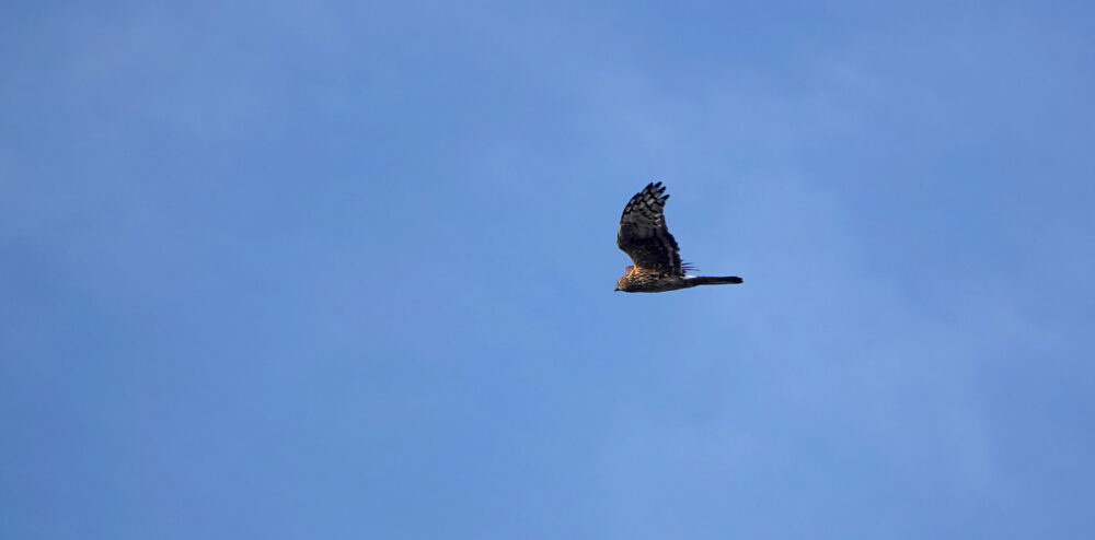 Blauwe kiekendief (vrouw) boven de Peizerweering
