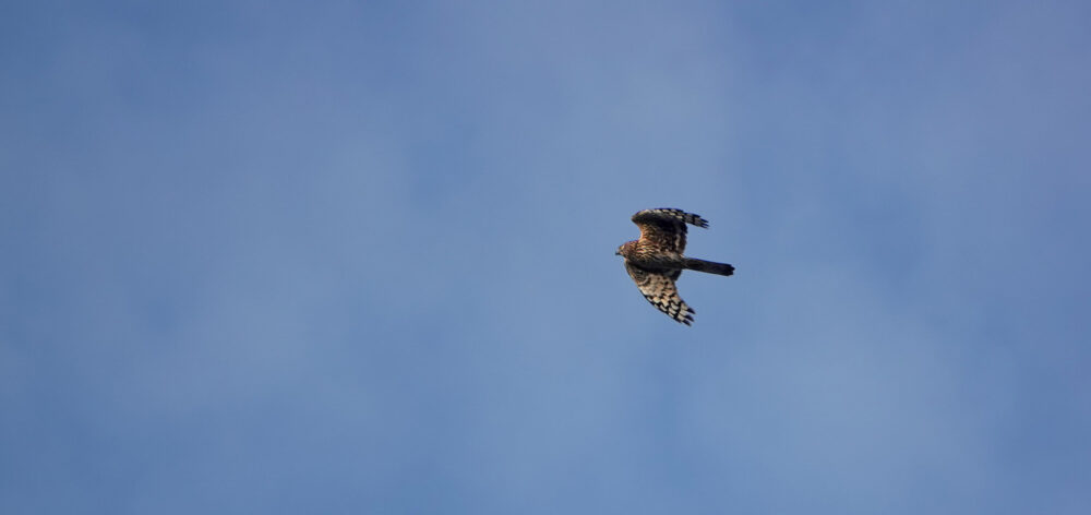 Blauwe kiekendief (vrouw) boven de Peizerweering