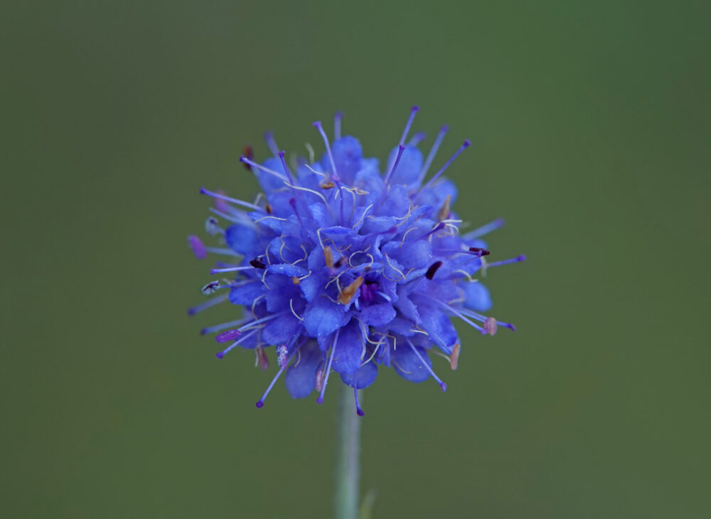 Blauwe knoop