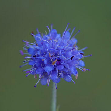 Blauwe knoop