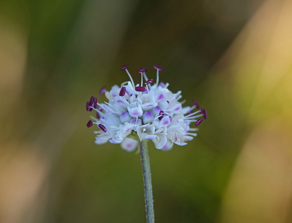 Blauwe knoop