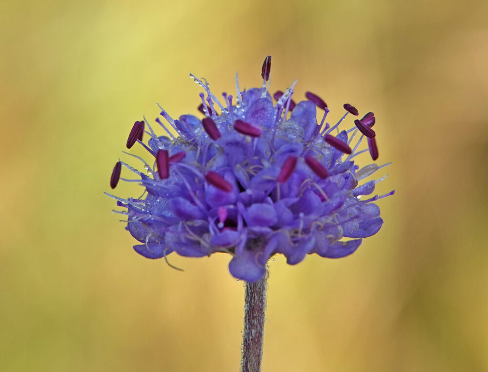 Blauwe knoop