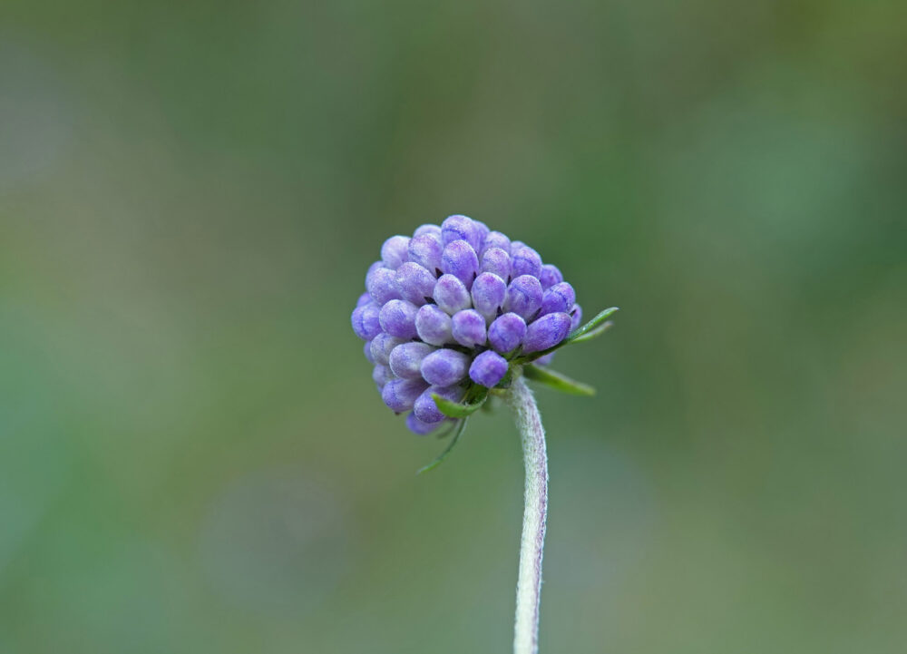 Blauwe knoop