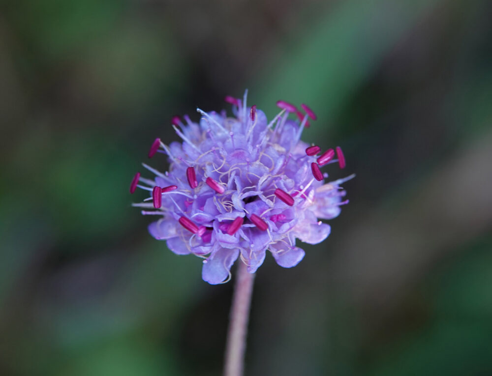 Blauwe knoop