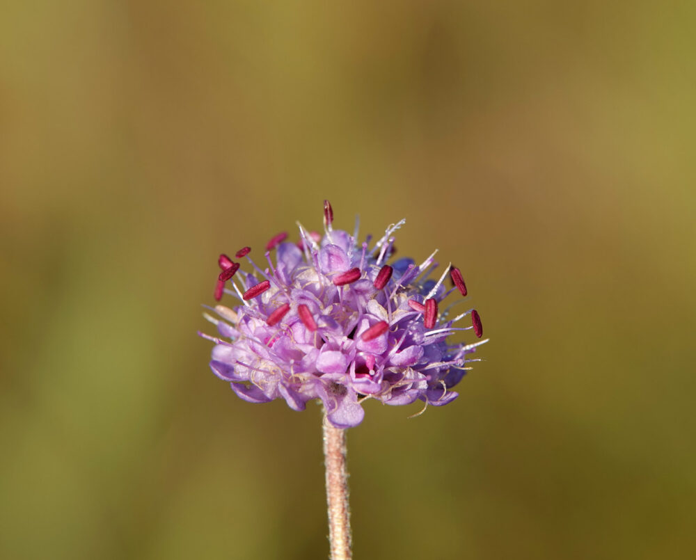Blauwe knoop