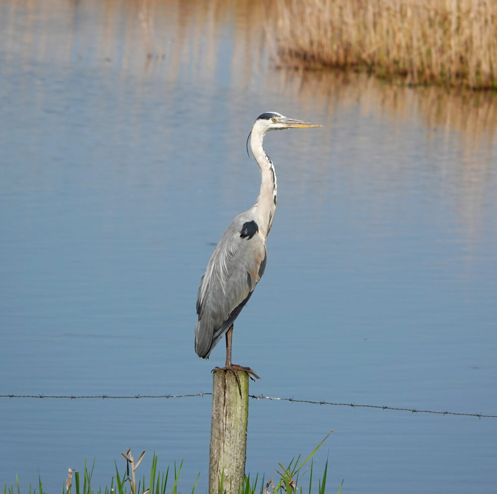 Blauwe reiger (Oostpolder)
