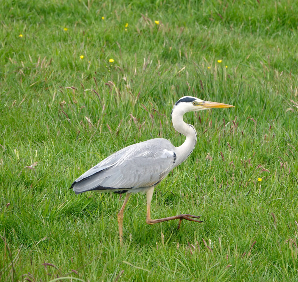 Blauwe reiger in Onlanden