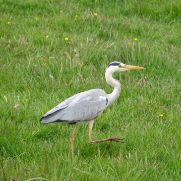Blauwe reiger