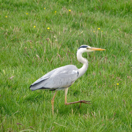 Blauwe reiger