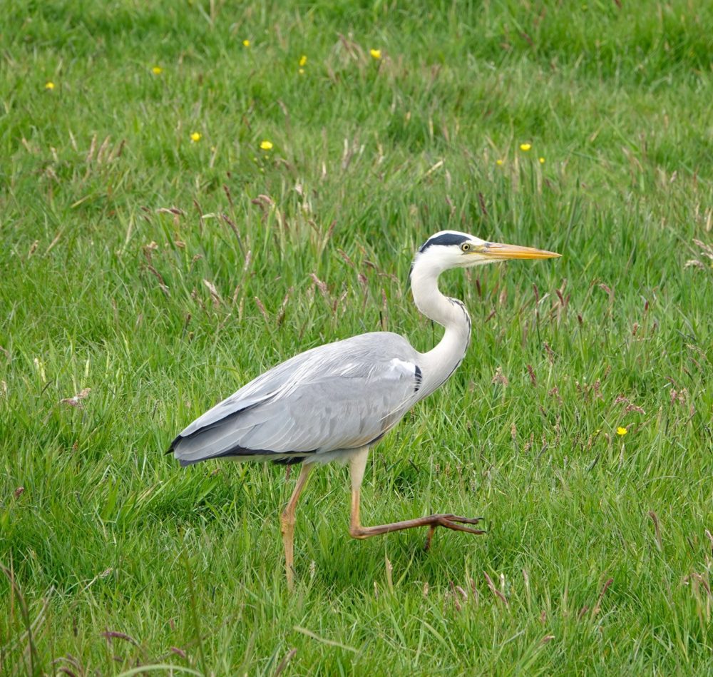 Blauwe reiger in Onlanden