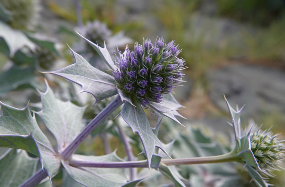 Blauwe zeedistel
