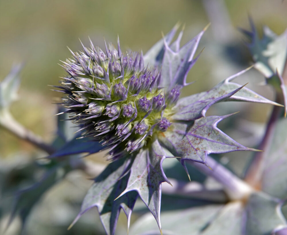 Blauwe zeedistel (wad bij Koehool)
