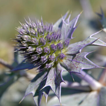 Blauwe zeedistel