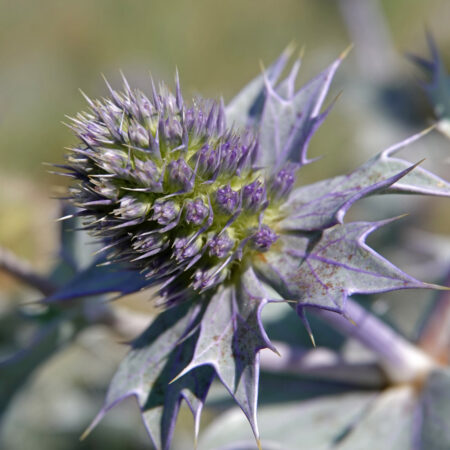 Blauwe zeedistel