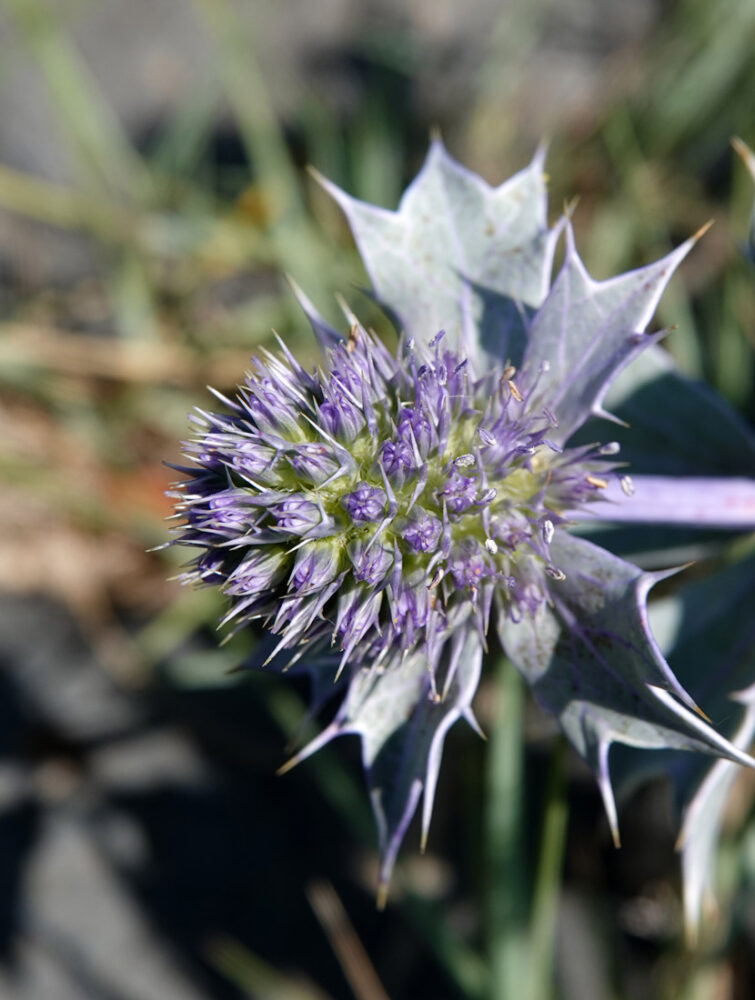 Blauwe zeedistel (wad bij Koehool)